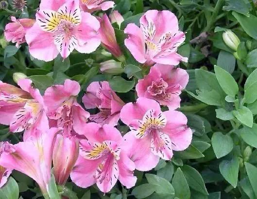 四海於今正一家，生民何處不桑麻。 重關獨居千尋嶺深夏猶飛六出花