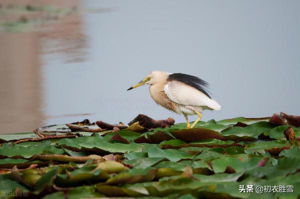 李清照秋荷，蓮子已成荷葉老，說不盡無窮好的，是百感交集的人生