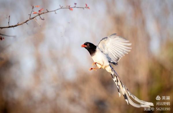 不為雞犬是戰狼，但看紅嘴藍鴉鵲