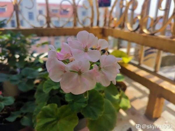 7種花現在剪一刀，剃個小平頭，滿盆冒新葉子