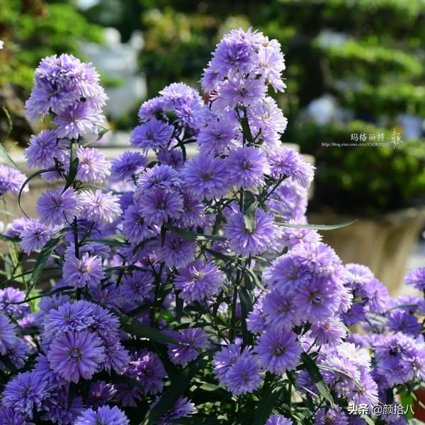 扶不起的荷蘭菊,還是趴著好了|園丁 扶不起的荷蘭菊,還是趴著好了|園丁