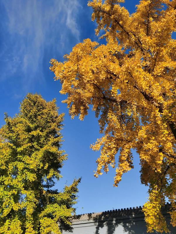 最愛北京的秋……