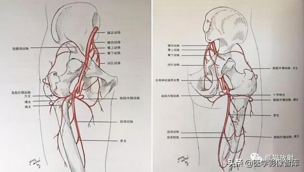 CT斷層解剖圖譜最全總結「推薦收藏」 CT斷層解剖圖譜最全總結「推薦收藏」