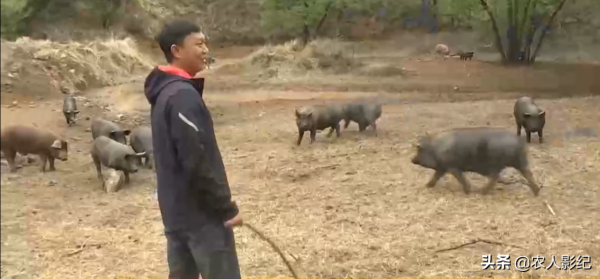 河北小夥創業搞養殖，怪招養黑豬，賣豬有高招，年收入達5000萬元
