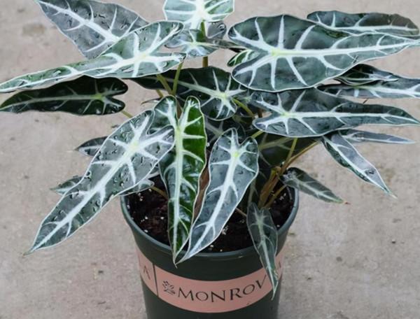 家裡光照不足花難養,看看這10種花,不用光照也能長得旺 家裡光照不足花難養,看看這10種花,不用光照也能長得旺