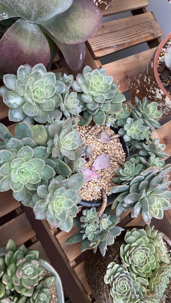 入冬的多肉 入冬的多肉