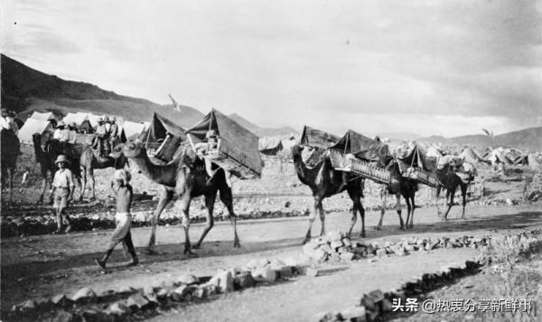 戰爭動物：現代戰爭中使用的動物種類驚人