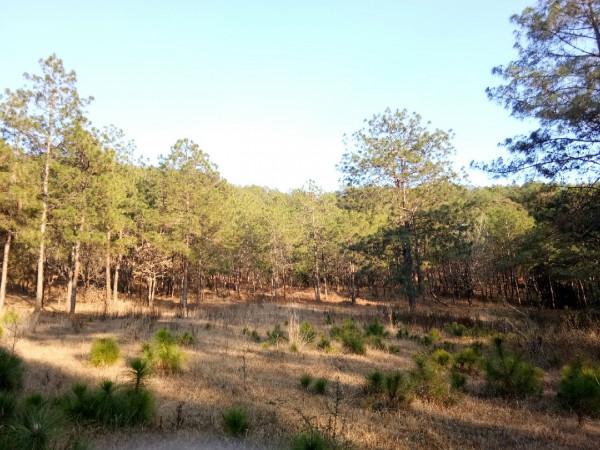 頻繁掛鉤斷線也未能阻止大板鯽爆護