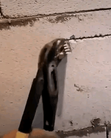 眼力測試！如果你從圖中看到的是一群人，那趕緊去看醫生吧