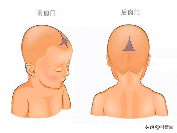 為什麼動物分娩後代那麼輕鬆，人類生孩子卻疼得撕心裂肺？