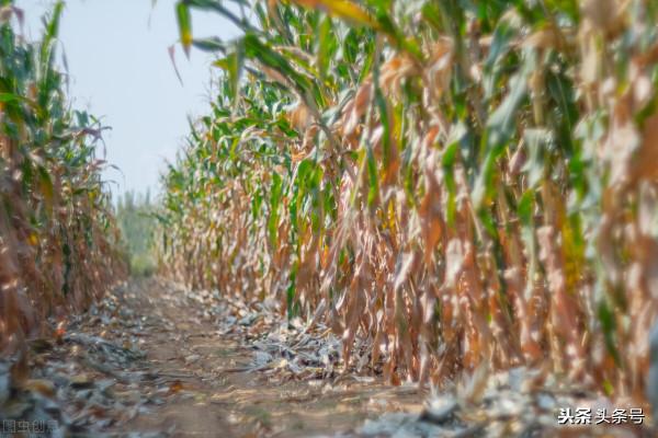今年真是苦了農民的了
