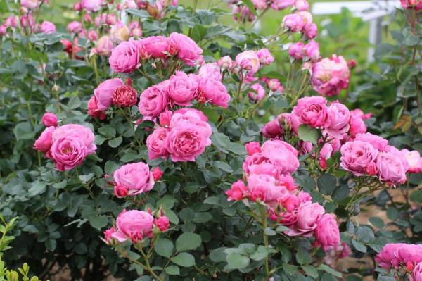 最美月季花 最美月季花