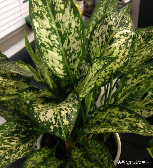 漂亮的有毒花！認識20種“大毒花”，遠離危險