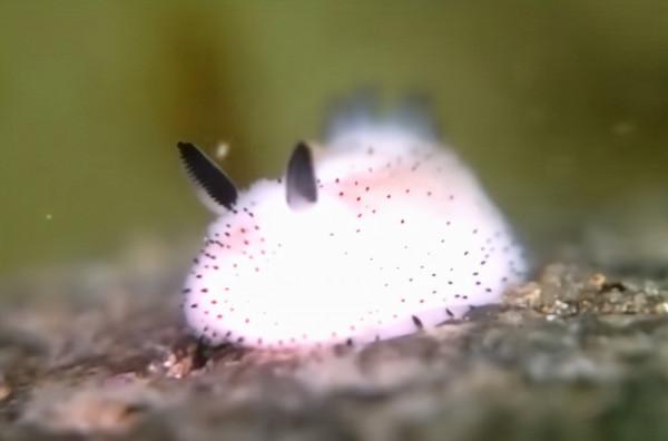 海邊有哪些看起來人畜無害,實際兇險萬分的動物?見到躲遠些 海邊有哪些看起來人畜無害,實際兇險萬分的動物?見到躲遠些