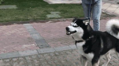 這6種狗堪稱“狗界慫包”，中看不中用，遇到危險馬上溜