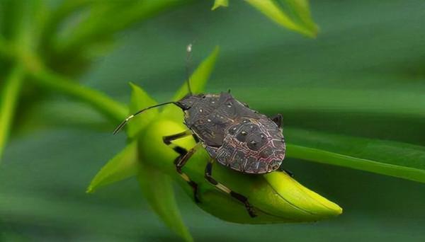 國人還有什麼不能吃？蟾蜍吃了都嘔吐，價格卻飆升到幾百元一斤？
