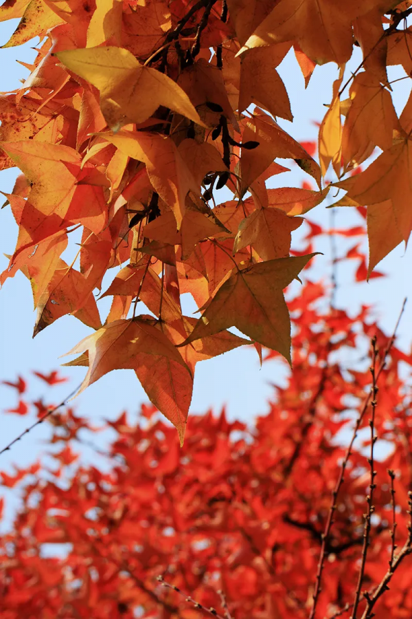 秋日漸紅,一眼就愛上的國內四大賞楓勝地 秋日漸紅,一眼就愛上的國內四大賞楓勝地