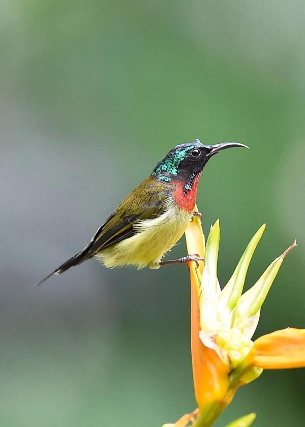 分享圖片,色彩斑斕,美麗無比的太陽鳥 分享圖片,色彩斑斕,美麗無比的太陽鳥
