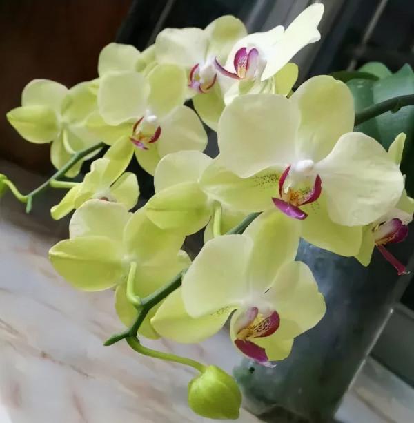 能開大半年的&OpenCurlyDoubleQuote;蝴蝶花&rdquo;，皮實耐陰好養活，養在家裡喜慶熱鬧