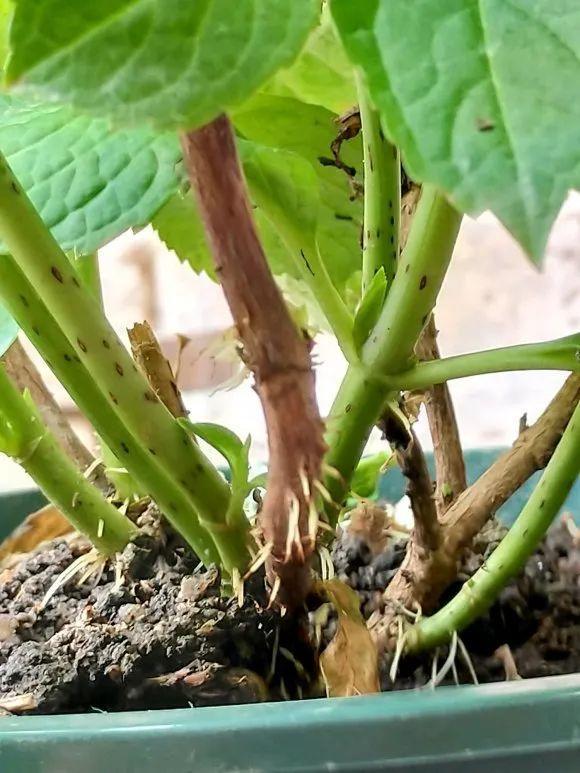 6種花的“氣生根”，剪下來，不用扦插，也能長滿根