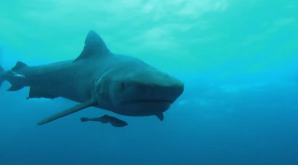人類被鯊魚襲擊的生死瞬間：硬生生被撕扯掉右臂，看完不敢下海了