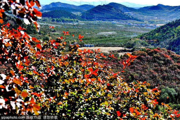 最新實拍!北京這裡紅葉美翻了!關鍵人少還免費,快來打卡 最新實拍!北京這裡紅葉美翻了!關鍵人少還免費,快來打卡