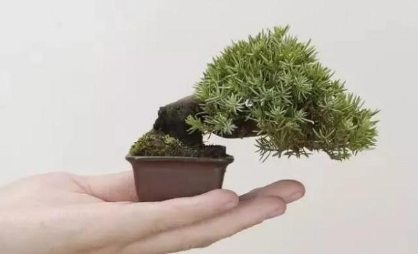 精美的袖珍盆景 精美的袖珍盆景