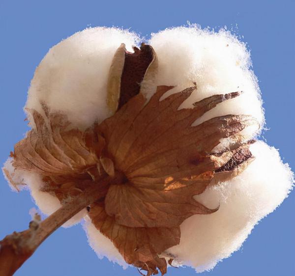 公務員放棄鐵飯碗，靠糧油發家、年入幾百億，成濱州市第二富豪