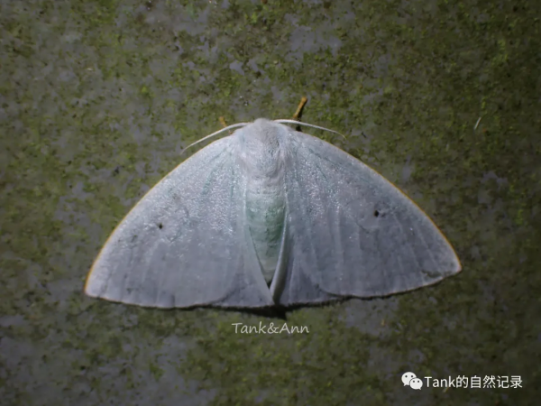 Tank的自然記錄•鱗翅目的蛾子們