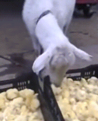 34張罕見動物照：烏龜衝上岸把鳥兒拖下水，山羊大口吞食小雞仔