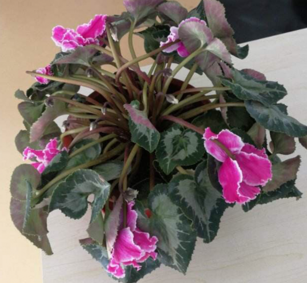 5種&OpenCurlyDoubleQuote;貴氣花&rdquo;，正月大降價，花市逛一圈，撿漏一大堆