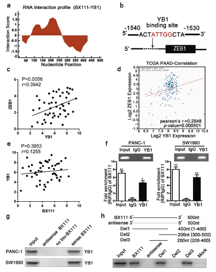 讓你的lncRNA擺脫miRNA的束縛(中) 讓你的lncRNA擺脫miRNA的束縛(中)