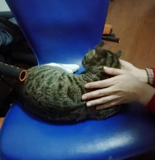 又到大雪時，美元可安否？記一隻極度憎恨男人的狸花貓