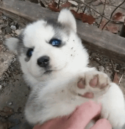 妹子養了一隻超萌的金毛寶寶,但幾個月後……怎麼變“哈士奇”了 妹子養了一隻超萌的金毛寶寶,但幾個月後……怎麼變“哈士奇”了