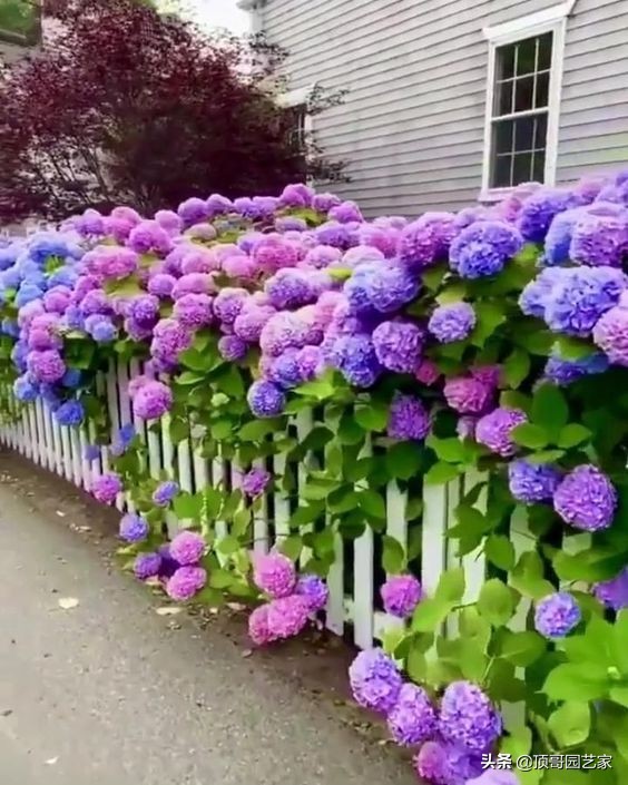 有花的院子才叫花園！沒花的花園最蒼白！花園應該這樣種花