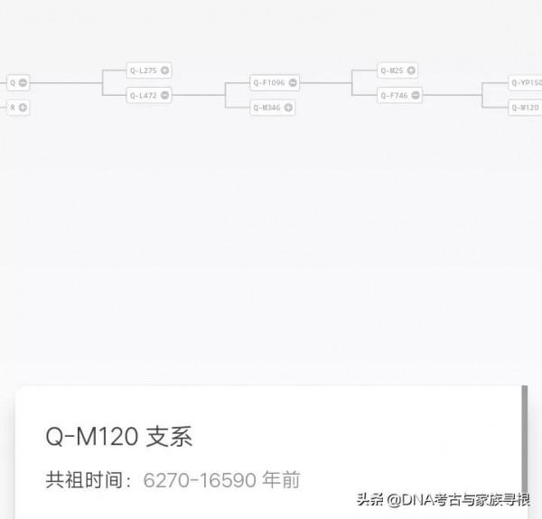 趣味人類學:中國男性父系型別及佔比 趣味人類學:中國男性父系型別及佔比