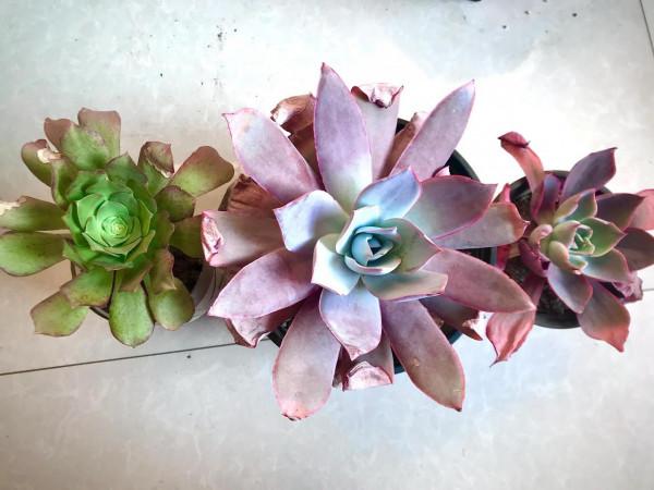 冬天養護多肉，葉片出現這種情況，要及時澆水