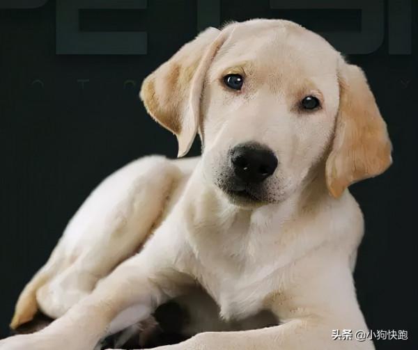 養金毛還是養拉布拉多犬？看完你就知道該如何選擇