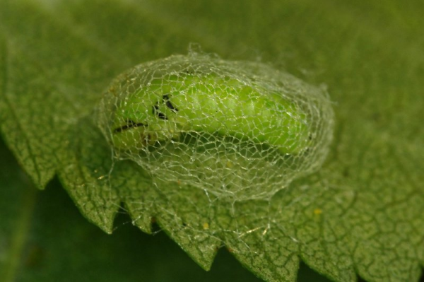 35個硬核動物鏡頭：狠人騎電動車馱鱷魚回家，狂躁症貓咪見人就打
