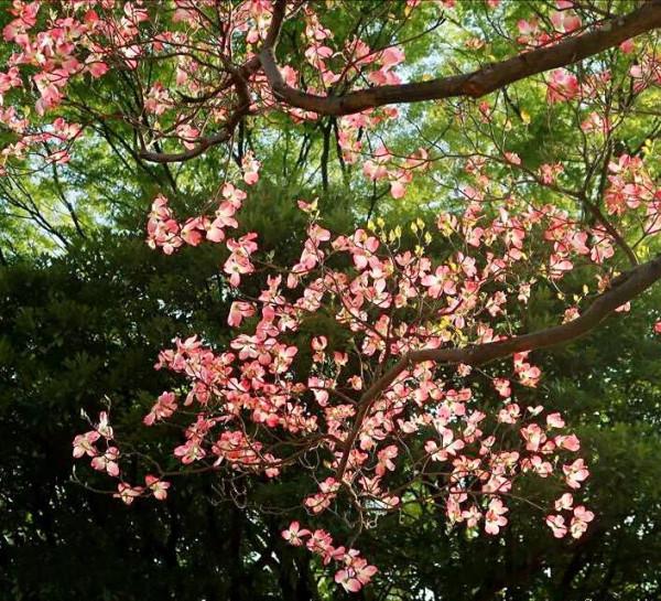 四照花～春有亮葉，夏花如蝶，秋有紅葉紅果，極具觀賞價值