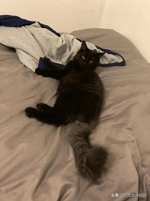 留學生被拒20次終於領養到貓，半年後發現小貓咪居然變色了