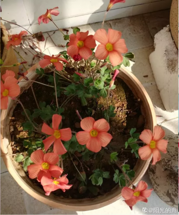 10種花,小盆“擠著養”,不爛根,植株旺,花苞突突冒 10種花,小盆“擠著養”,不爛根,植株旺,花苞突突冒