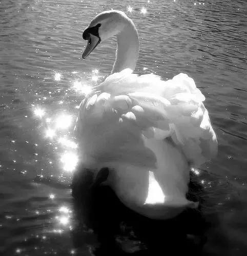 天鵝是美麗的，靈動的
