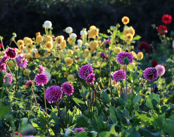 大麗花扦插方法，一盆變十盆，成活率100%