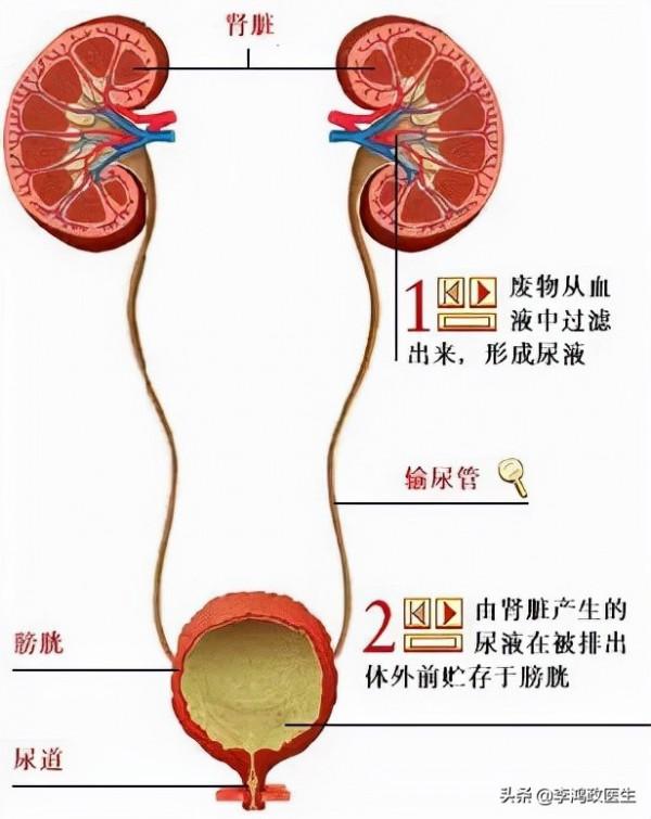 女子口渴狂喝水，每天拉8升尿，排除糖尿病後醫生：激素出問題了