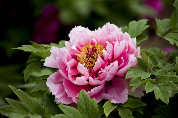 秋天遇到8種花,該出手時就出手,猶豫不決容易壞事 秋天遇到8種花,該出手時就出手,猶豫不決容易壞事