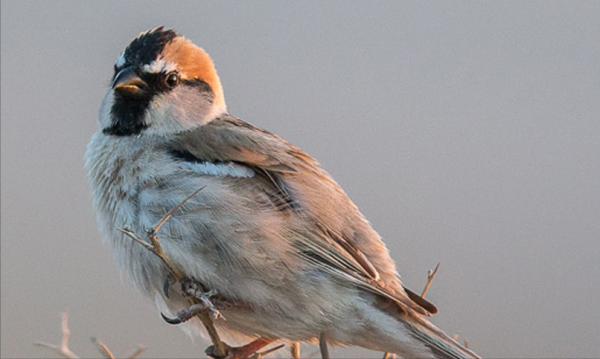 東江攬勝：天天相見不相識，國內五種常見麻雀你能分清嗎？