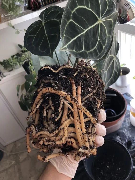 心形大葉子明脈花燭,摸起來有天鵝絨般的質感,開的花朵似飛鶴 心形大葉子明脈花燭,摸起來有天鵝絨般的質感,開的花朵似飛鶴