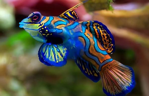 66張圖片帶你看看，那些有著驚豔“顏值”的動物