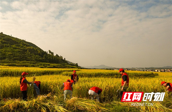 湖南的秋天是什麼顏色?來看看豐收的色彩 湖南的秋天是什麼顏色?來看看豐收的色彩